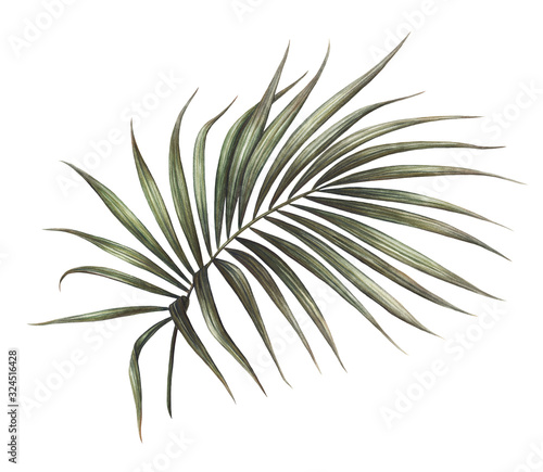 Palm leaf illustration isolated on white background, Hand drawn watercolor palm tree leaf painting. 