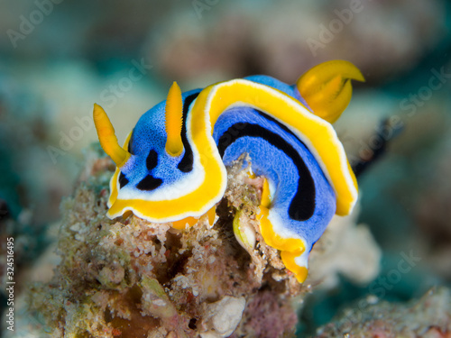 colorful blue yellow nudibranch underwater in indonesia