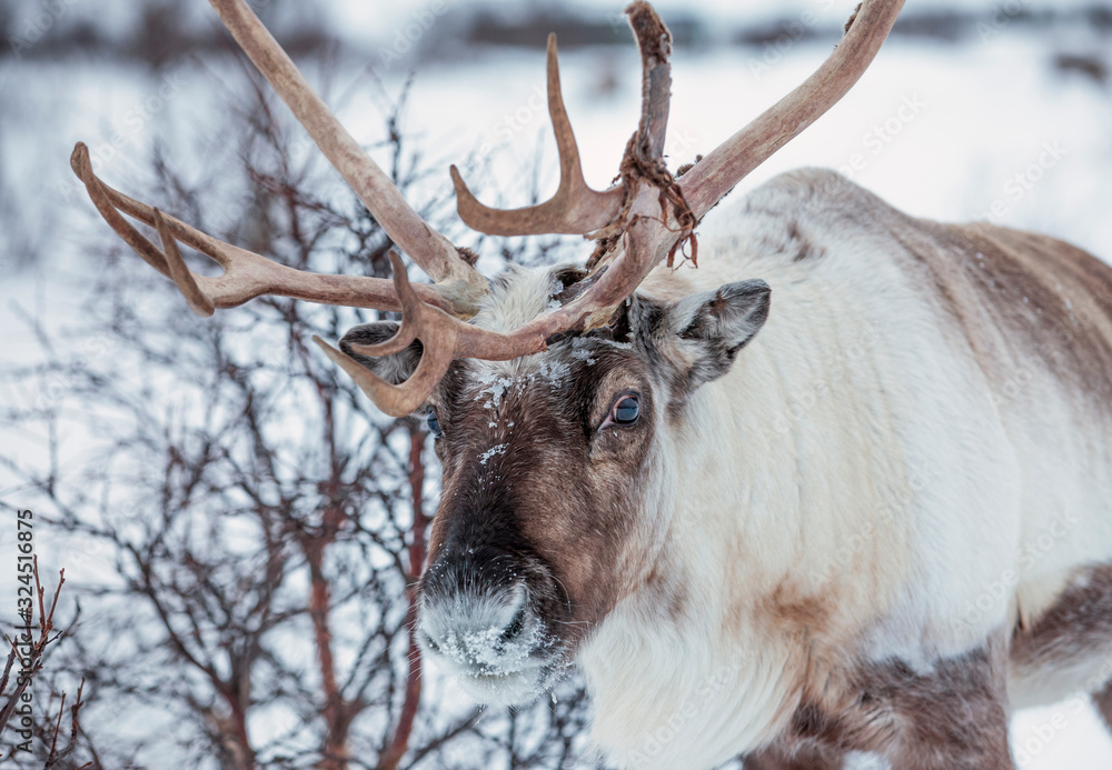 Rendeer looking for food under the deep snowcover in the mountains of Finnmark county in northern Norway Rendeer looking for food under the deep snowcover in the mountains of Finnmark county in northern Norway