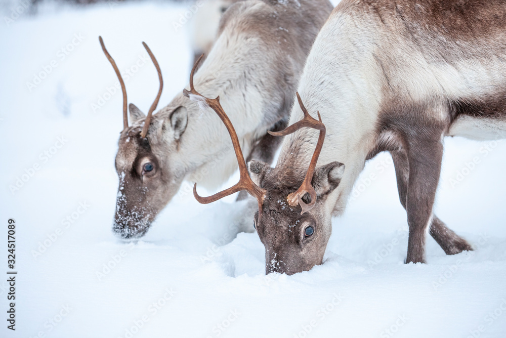 Rendeer looking for food under the deep snowcover in the mountains of Finnmark county in northern Norway Rendeer looking for food under the deep snowcover in the mountains of Finnmark county in northern Norway