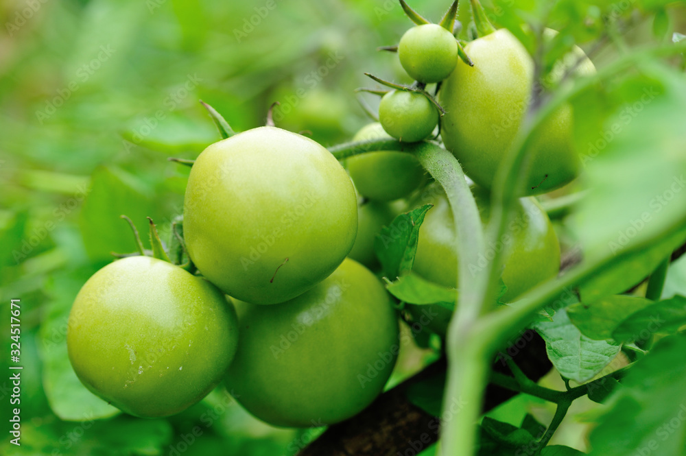 Growing organic tomatoes. Organic farming Growing organic tomatoes. Organic farming