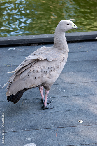 Foto the cape barren goose is standing on a wharf