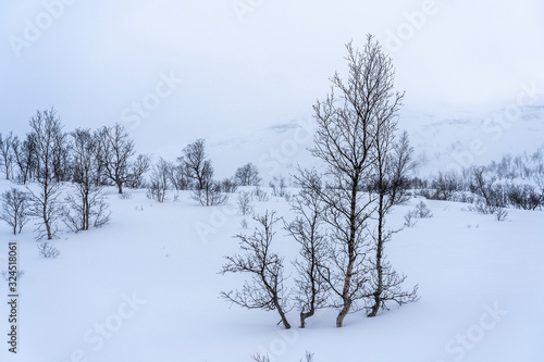 birch trees in the tundra of northern Norway