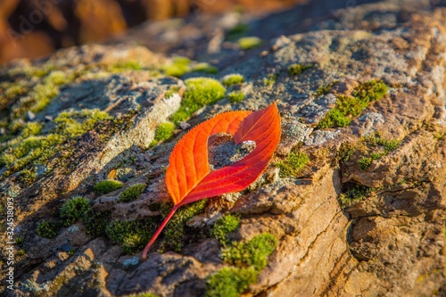 red leaf on a rock