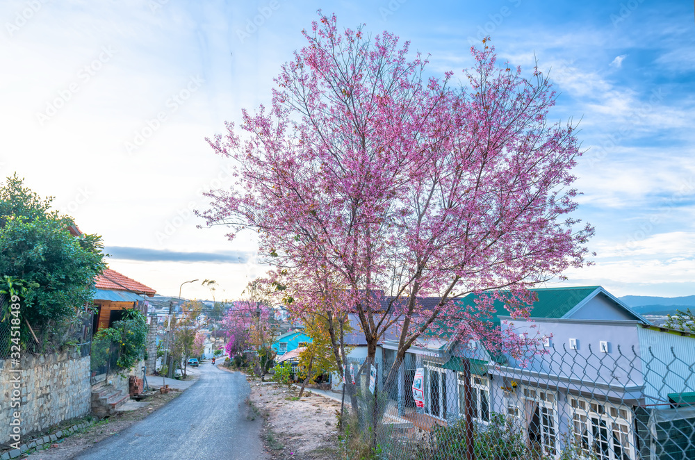 Cherry apricot trees blooming on a sunny spring morning beside a small house and traffic background merges of peaceful life in rural Da Lat, Vietnam