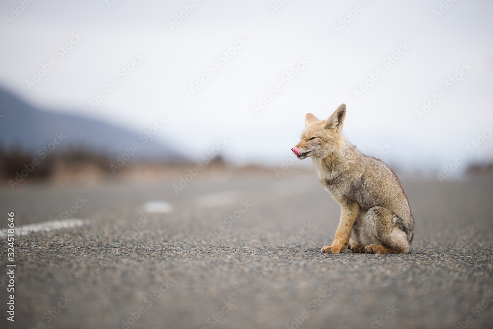 Naklejka premium chilean wild fox