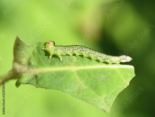 Green Sawfly larva eating on honeysuckle leaf photo