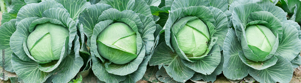 Green cabbage in growth at vegetable garden Green cabbage in growth at vegetable garden