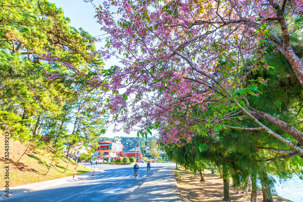 Landscape cherry blossom trees in a bustling morning sunshine, all create a sense of playfulness and character highlands when spring comes in Da Lat, Vietnam