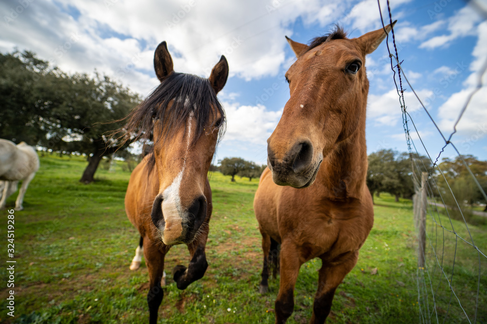 Caballos pastando y tranquilos en un prado verde Caballos pastando y tranquilos en un prado verde