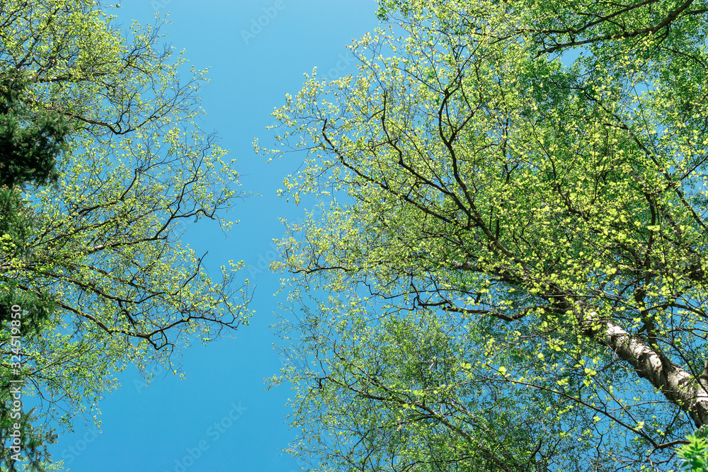 Fototapeta premium spring tops of birches with young leaves on a background of blue cloudless sky, spring natural background