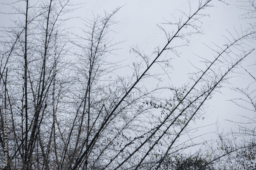 trees branch dry nature background trees branch dry nature background