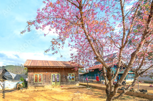 Cherry apricot trees blooming on a sunny spring morning in front of a small house in the peaceful highlands of Da Lat, Vietnam © huythoai