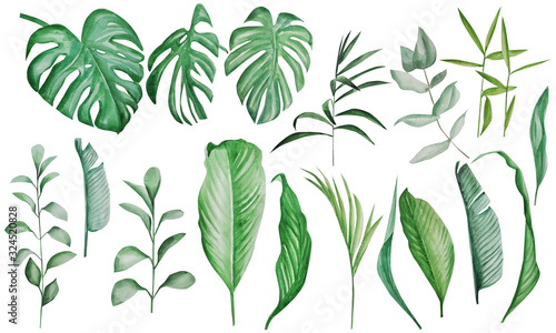  set of leaves. tropical leaves. watercolor hand drawing. monstera leaves. decor. form style