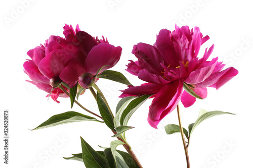 Two burgundy peonies isolated on white