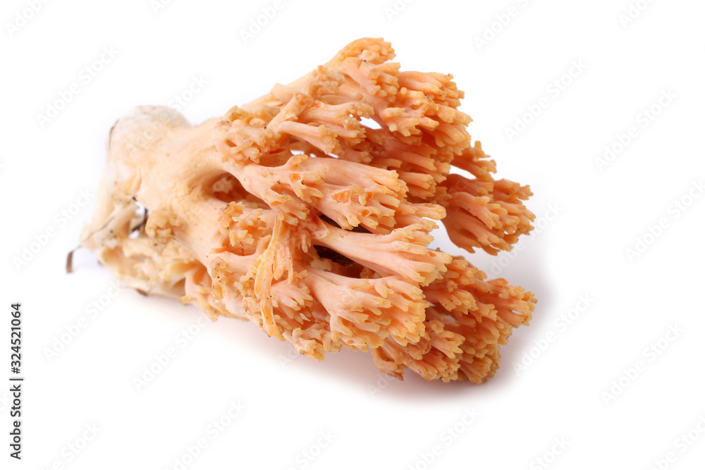 Coral mushroom isolated on white Coral mushroom isolated on white