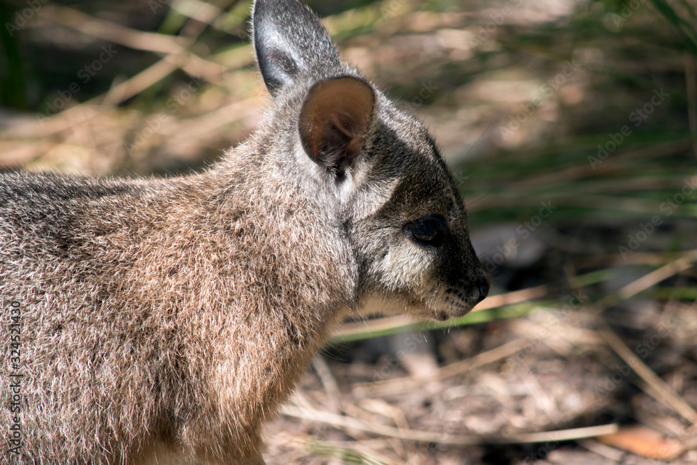 Naklejka premium this is a side view of a tammar wallaby