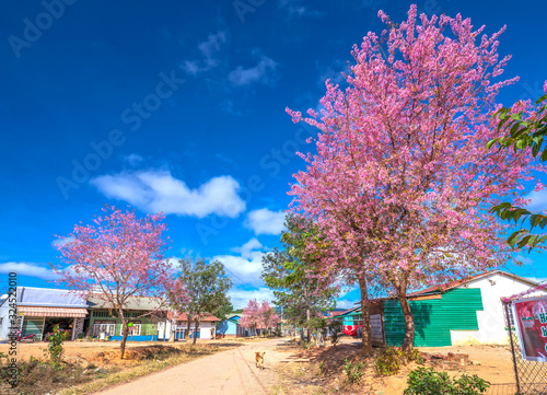 Cherry blossom along suburban street leading into the village in the countryside plateau welcome spring