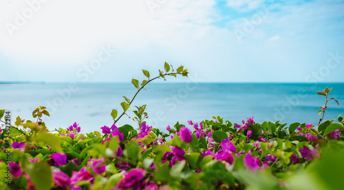Seascape, pink flowers on a background of the sea