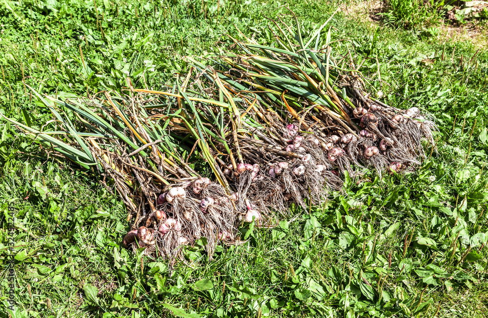 Freshly harvested garlic bulbs drying on the green grass Freshly harvested garlic bulbs drying on the green grass