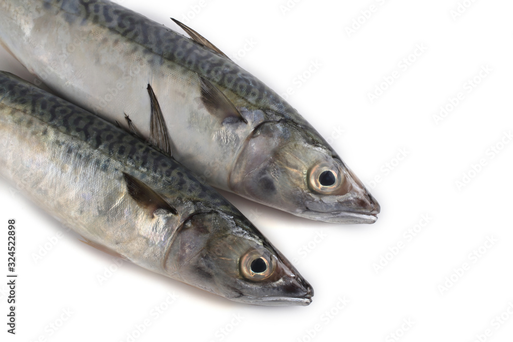 Chub mackerel (Pacific mackerel, saba) Chub mackerel (Pacific mackerel, saba)