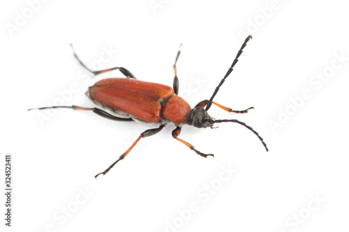 Longhorn beetle (longicomb). Stictoleptura dichroa © Alex Coan