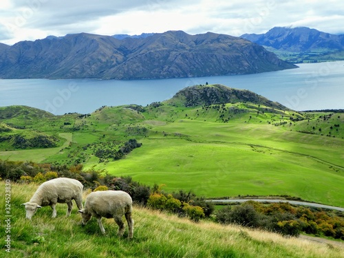 Moutons surplombant un lac de montagne