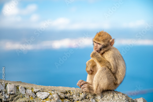 Young monkey Macaca sylvanus sitting on a rock off the coast. Copy space