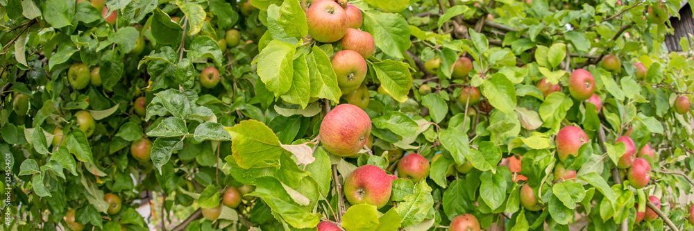 Panoramic image. Apples on an apple tree branch in the garden Panoramic image. Apples on an apple tree branch in the garden