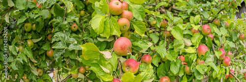 Panoramic image. Apples on an apple tree branch in the garden