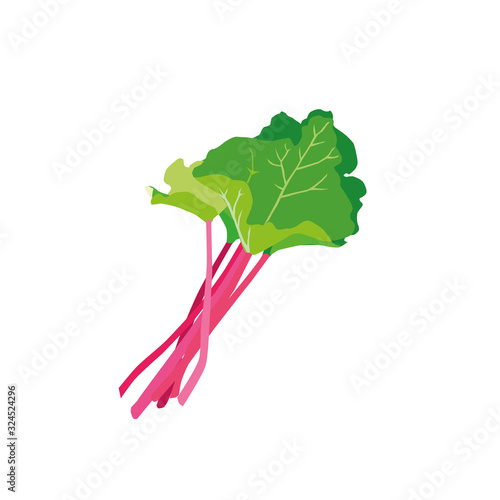 Rhubarb vector illustration, white background