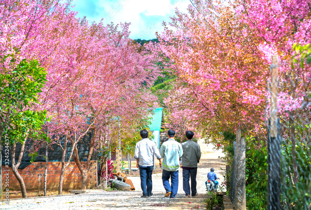 Group of farmers walking on a village road watching cherry blossoms blooming in their homeland on a sunny spring morning near Da Lat, Vietnam