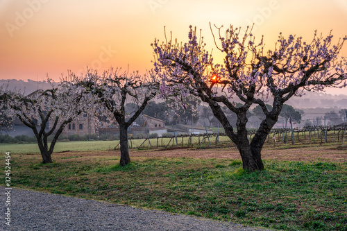 Almendros en flor