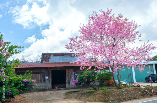 Cherry apricot trees blooming on a sunny spring morning in front of a small roadside house in the peaceful highlands of Da Lat  Vietnam