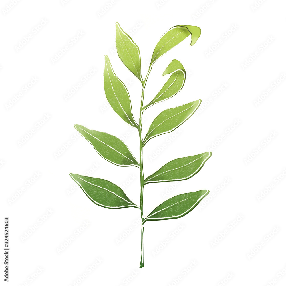 Evergreen plant with leaves Evergreen plant with leaves