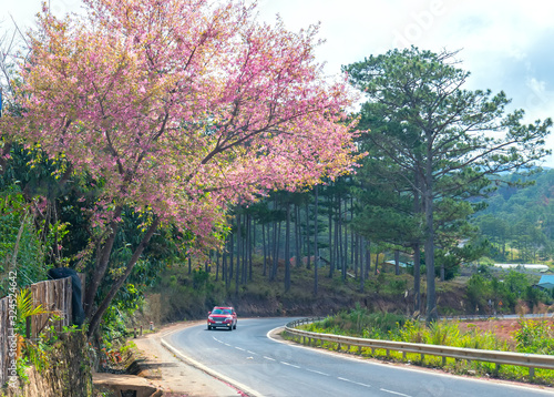Wallpaper Mural Landscape cherry apricot trees blooming along road in spring morning, traffic background merges into a picture of peaceful life in rural Da Lat plateau, Vietnam Torontodigital.ca