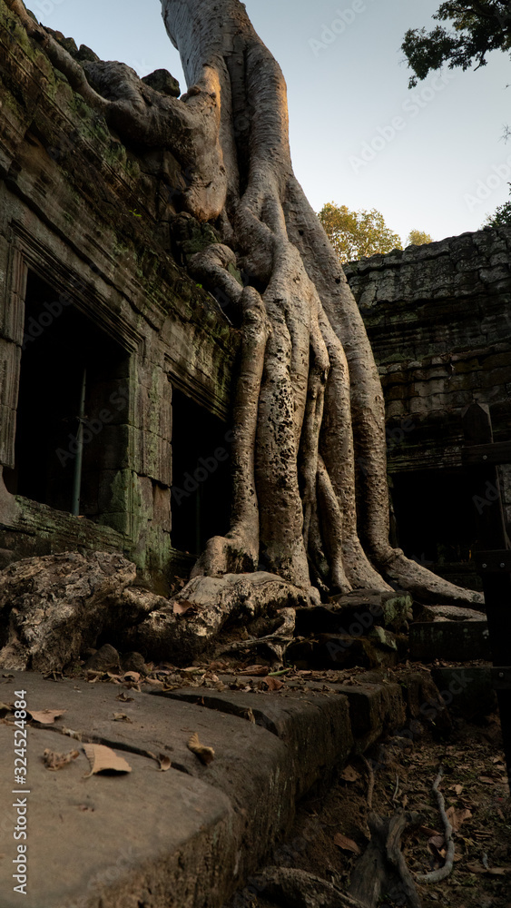 Ta Prohm Temple with tree implanted into building structure.
