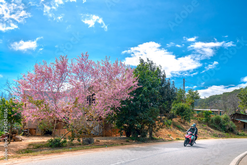 Landscape cherry apricot trees blooming along road in spring morning, traffic background merges into a picture of peaceful life in rural Da Lat plateau, Vietnam