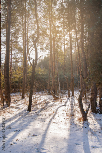 panorama of the winter forest landscape. wild life in nature . blue sky, Sunny day in the forest. photo for banner