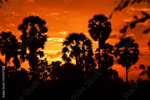 View of the palm tree with the sky and the garden clouds in the sun during the sun s setting  sun before dark.