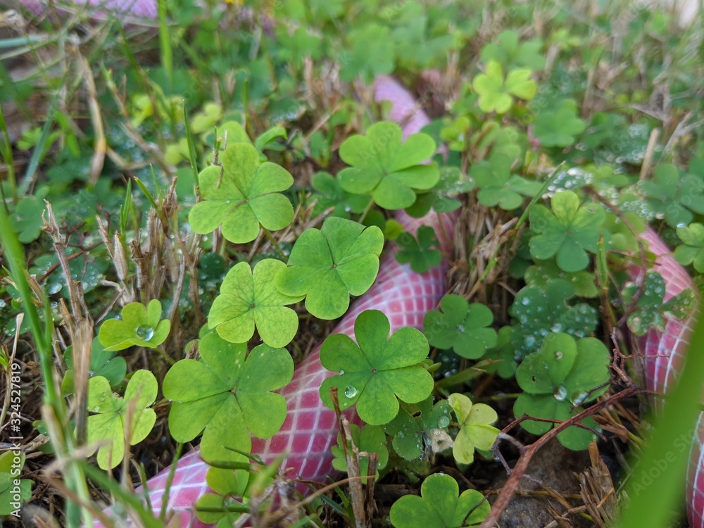 Fototapeta premium close cup clovers with water and hose