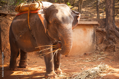 An Indian elephant with a seat for transporting people, resting on a farm in the state of Goa, India.