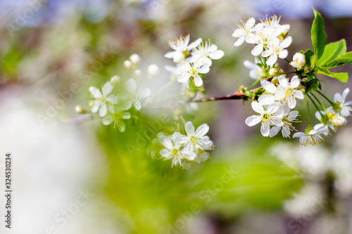 Cherry branches are covered with white flowers and green leaves. Background with flowers on a spring day.