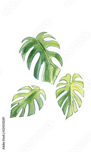 Illustration of three leaves of palm