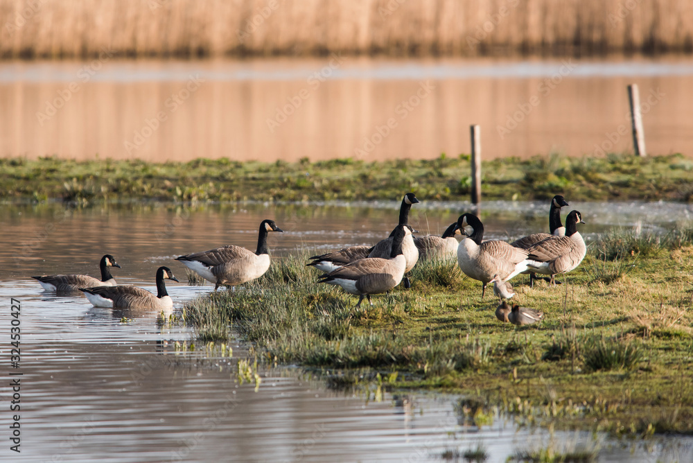 Canada Goose in habitat. His Latin name is Branta Canadensis. Canada Goose in habitat. His Latin name is Branta Canadensis.