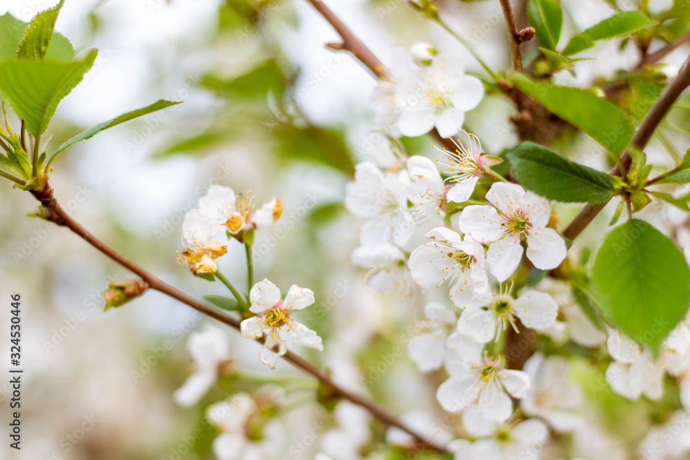 Cherry branches are covered with white flowers and green leaves. Background with flowers on a spring day.