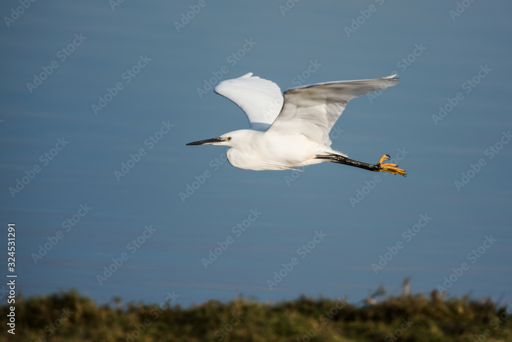 Little Egret in flight. Her Latin name is Egretta Garzetta. Little Egret in flight. Her Latin name is Egretta Garzetta.