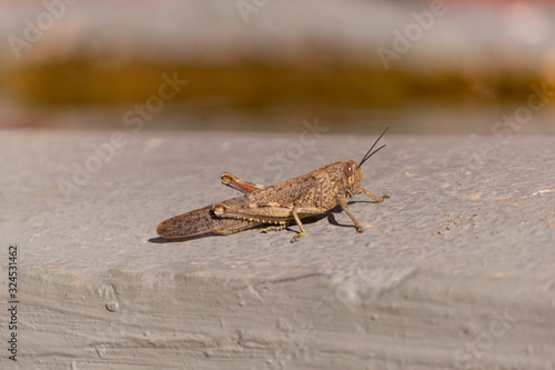 detail of a brown grasshopper