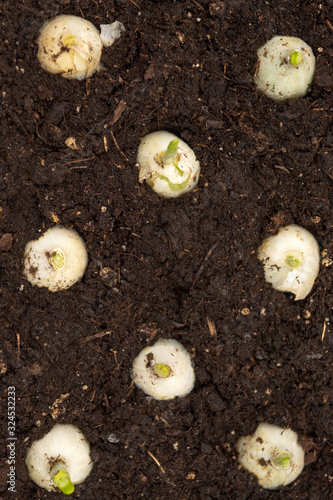 Seed onions are planted in the ground in a vertical photo