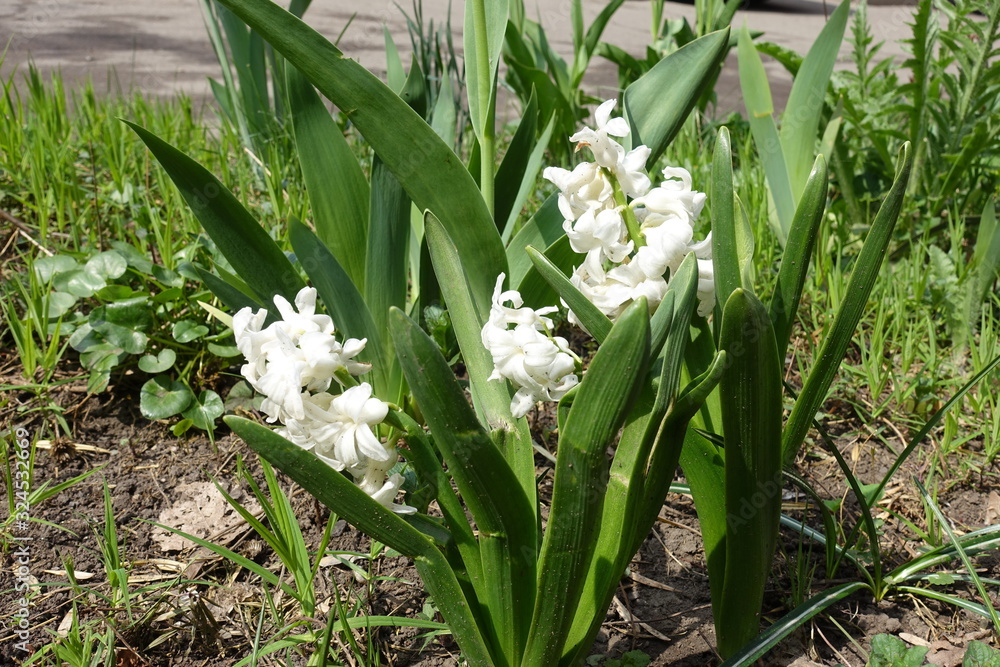 Fototapeta premium Hyacinthus orientalis cultivar with pure white flowers in April